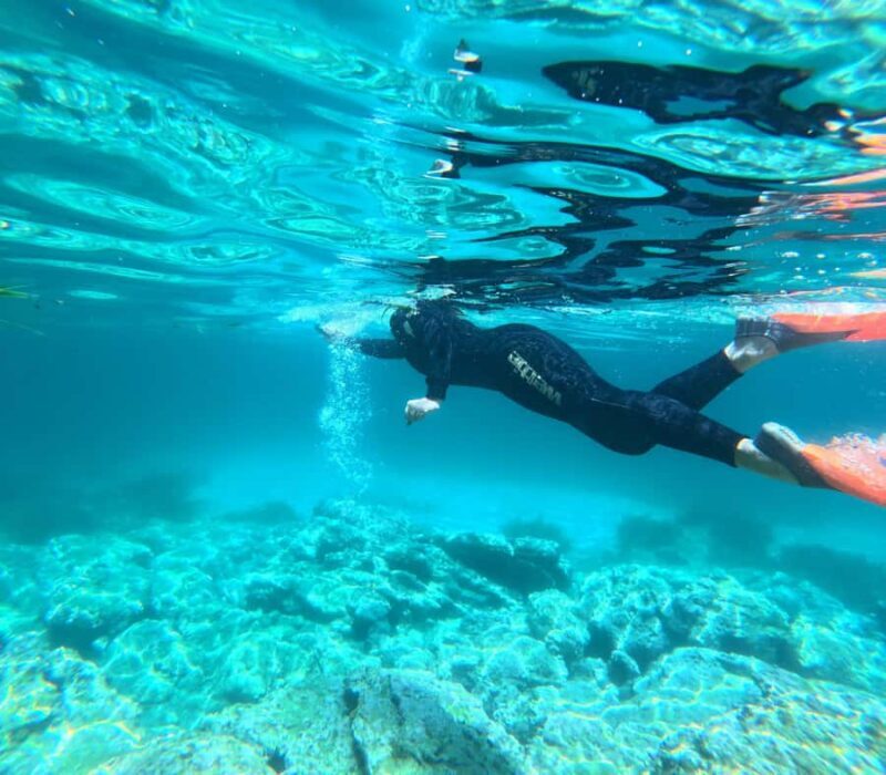 Jervis Bay: Guided Snorkelling Tour with expert guide - The Bottom Line