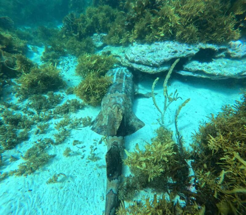 Jervis Bay: Guided Snorkelling Tour with expert guide - FAQ