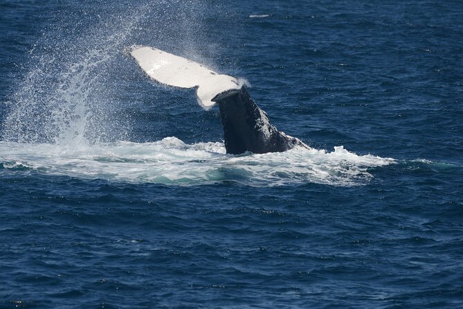 Jervis Bay Whale Watching Tour - Cancellation Policy