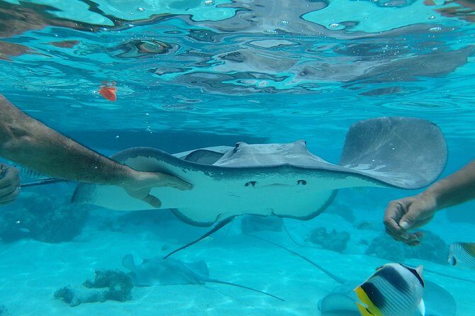 Jet-Ski Découverte 1H00 Jet Ski excursion to Moorea (Single or two-seater) - The Sum Up: Is It Worth It?