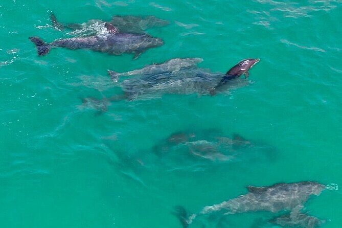 Jet Ski Dolphin Tour from Gilligans Watersports - The Experience: What Travelers Can Expect