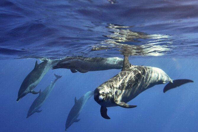 Jet Snorkeling in Turtle, Dolphin and Monk Seal Bay - Tips for Travelers