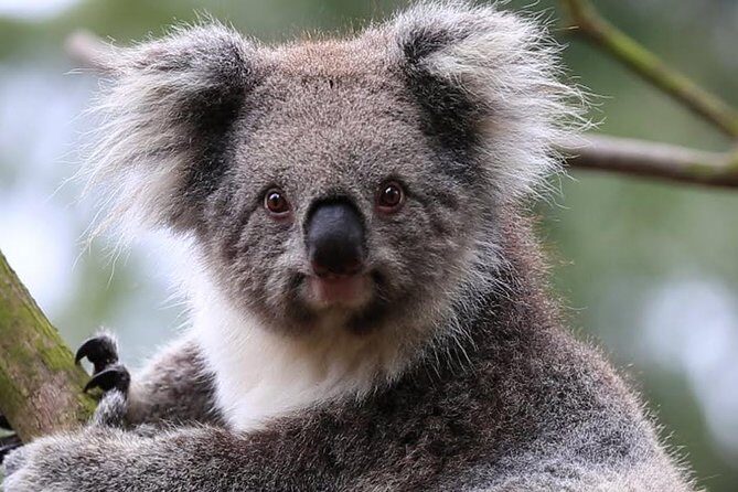 Jewish Scene in multi cultural Melbourne - Pricing and Value