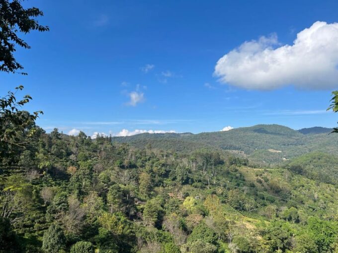Jingmai Mountain (UNESCO) | Old Tea Forests and Dai Villages - Farewell to Jingmai Mountain