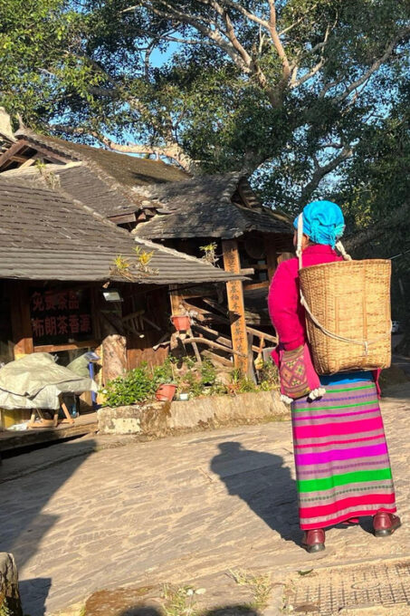 Jingmai Mountain (UNESCO) | Old Tea Forests and Dai Villages - Important Information