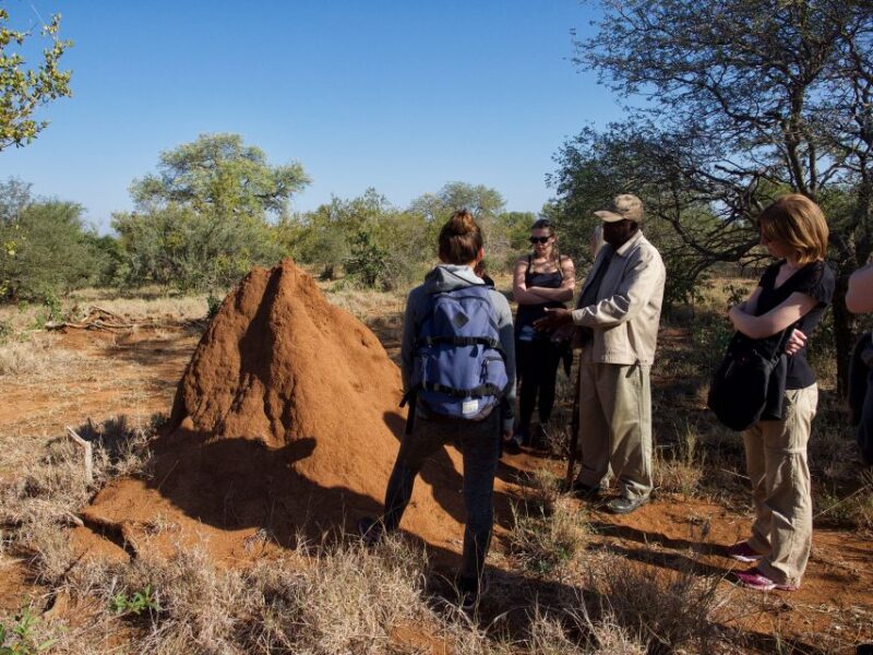 Johannesburg: 5-Day Classic Kruger National Park Safari - Itinerary Highlights