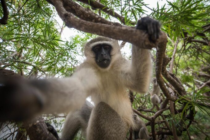 Johannesburg: 5-Day Classic Kruger National Park Safari - Frequently Asked Questions