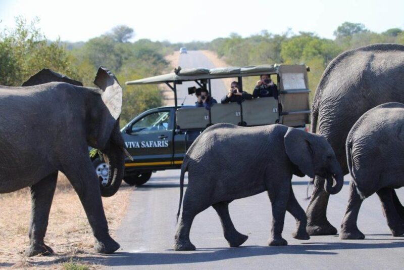 Johannesburg: Affordable 3 Day Kruger Park Safari - Wildlife Viewing Opportunities
