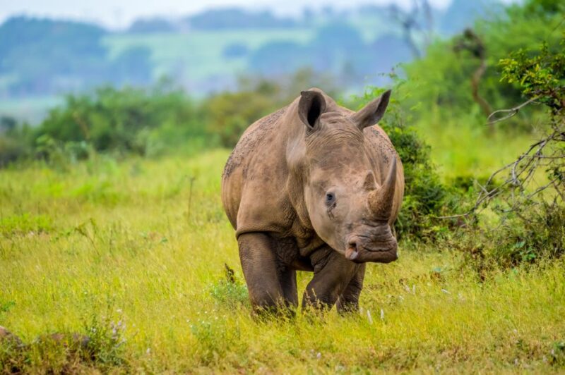 Johannesburg: Day Trip to Cradle of Humankind and Game Drive - Highlights of the Itinerary