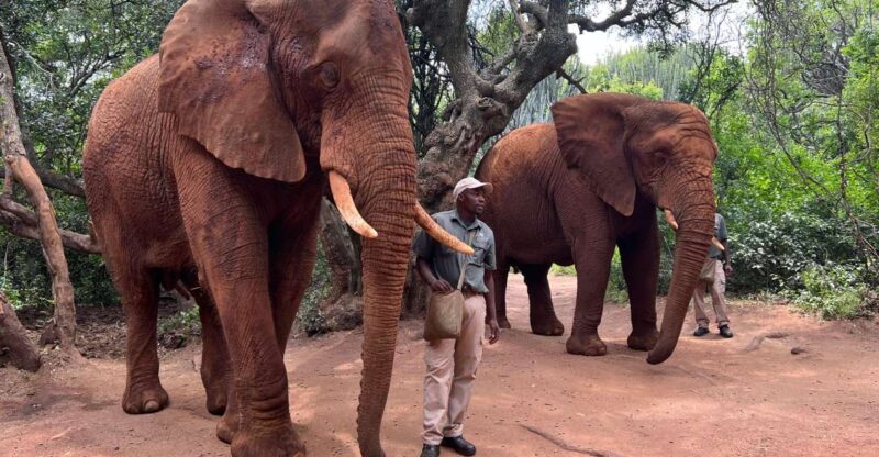 Johannesburg: Elephant and Monkey Sanctuary Half Day Tour - Good To Know