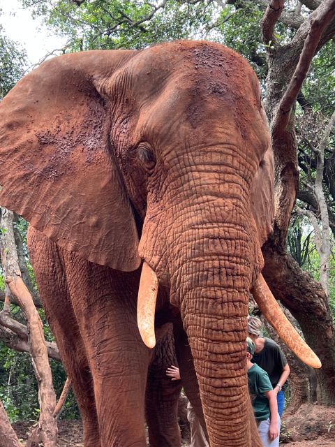 Johannesburg: Elephant and Monkey Sanctuary Half Day Tour - Itinerary and Activities