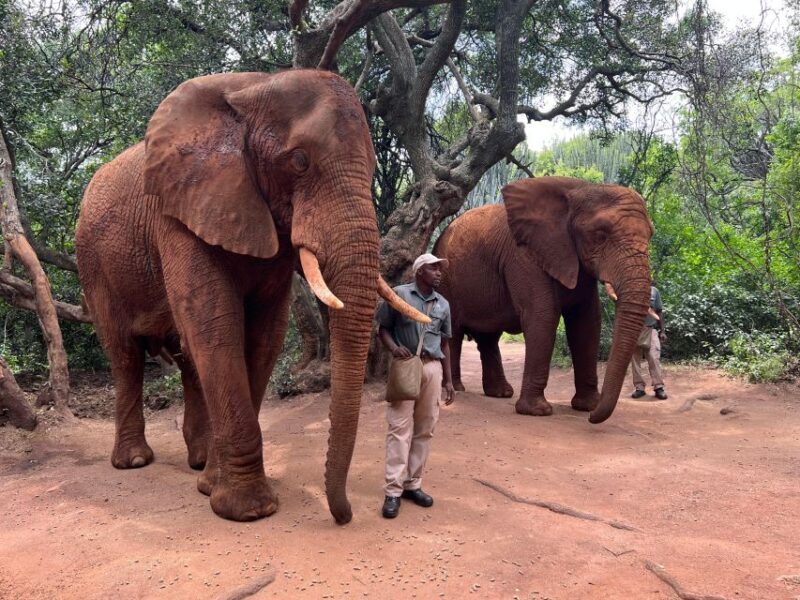 Johannesburg: Elephant and Monkey Sanctuary Half Day Tour - Transportation and Pickup