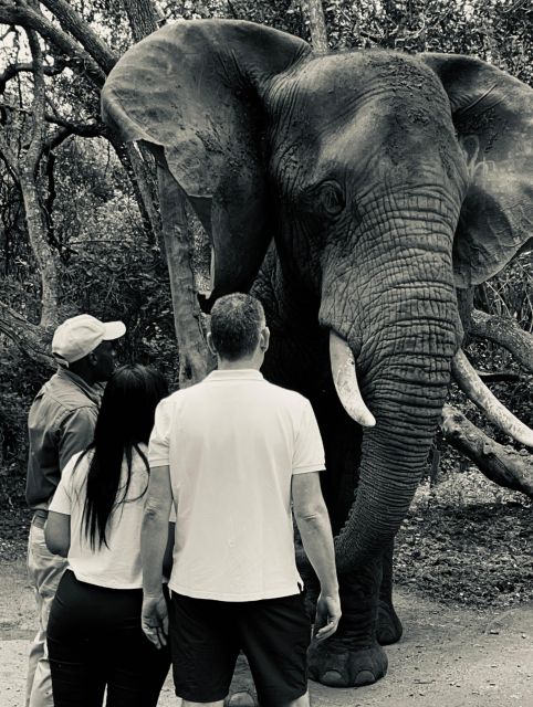 Johannesburg: Elephant and Monkey Sanctuary Half Day Tour - Elephant Sanctuary Experience