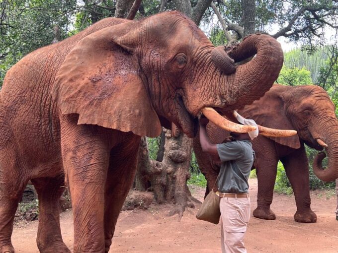 Johannesburg: Elephant and Monkey Sanctuary Half Day Tour - Customer Reviews