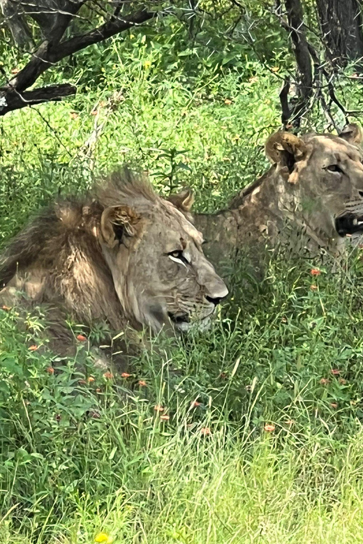 Johannesburg: Half-Day Big 5 Safari Tour - Key Points