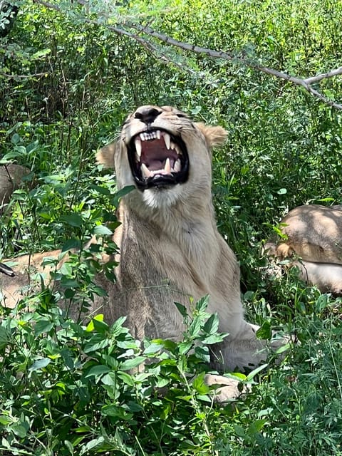 Johannesburg: Half-Day Big 5 Safari Tour - A Practical Look at the Safari Experience