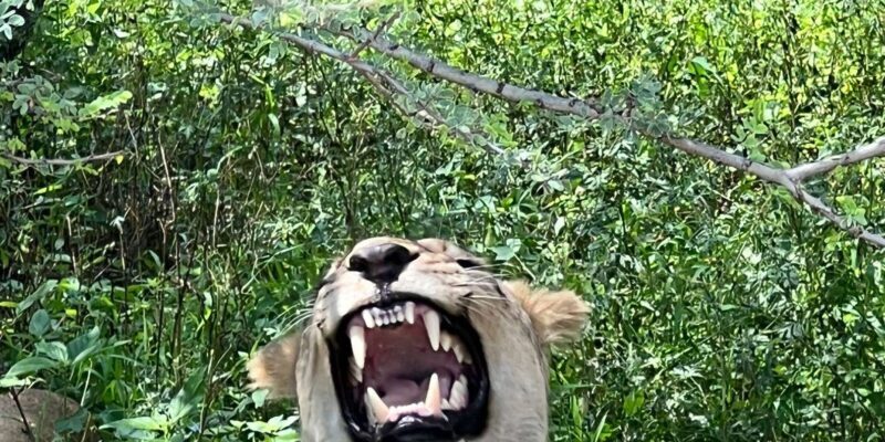 Johannesburg: Half-Day Big 5 Safari Tour - Authentic Encounters and Real Feedback