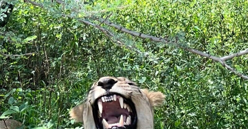 Johannesburg: Half-Day Big 5 Safari Tour - Who Will Enjoy This Tour?