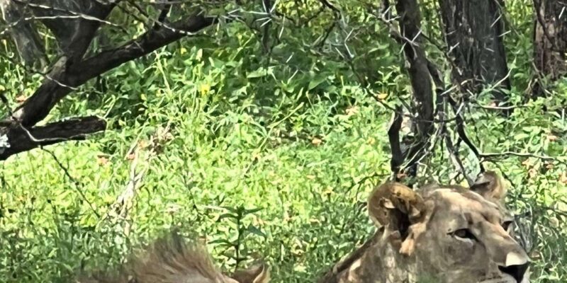 Johannesburg: Half-Day Big 5 Safari Tour - Pricing and Reservations