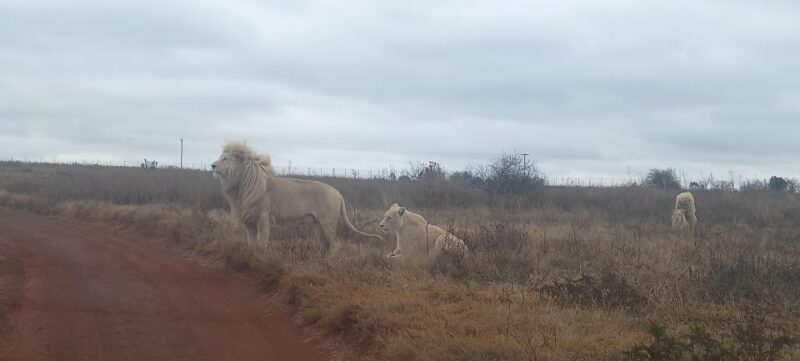 Johannesburg: Kruger National Park 3-Day Private Safari Trip - Kruger National Park Adventures