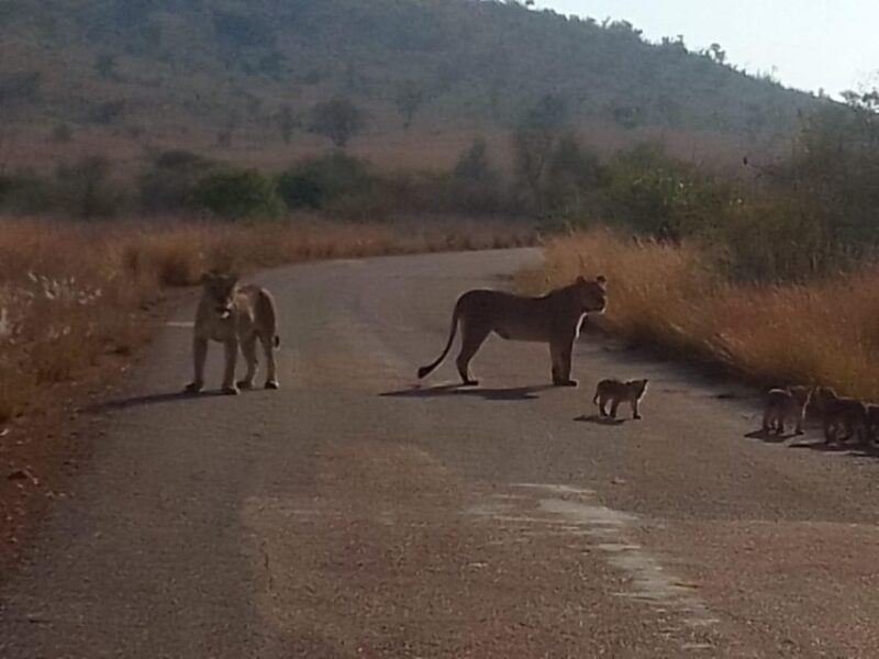 Johannesburg: Kruger National Park 3-Day Private Safari Trip - Afternoon Safari in Kruger