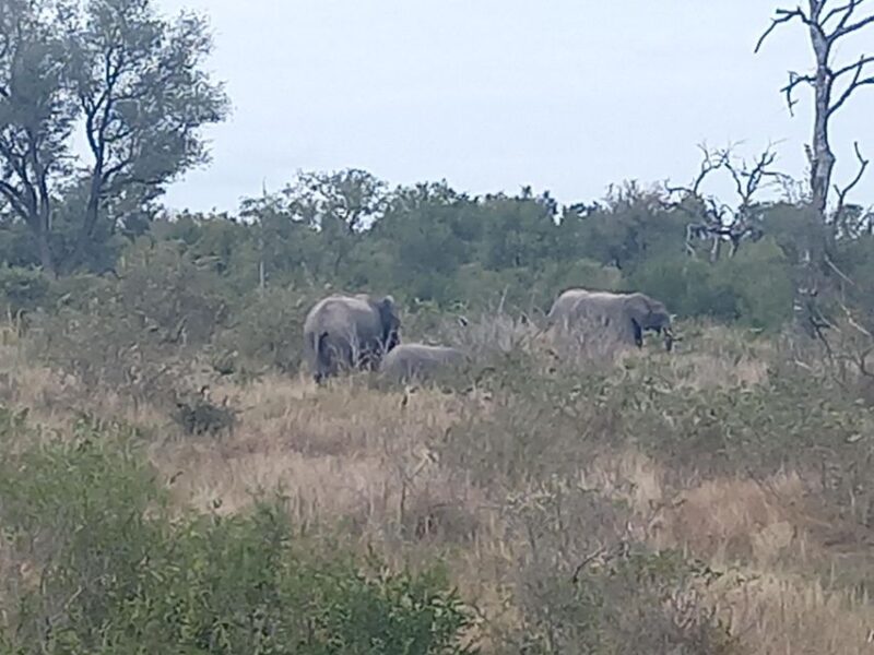 Johannesburg: Kruger National Park 3-Day Private Safari Trip - Breakfast and Full-Day Safari