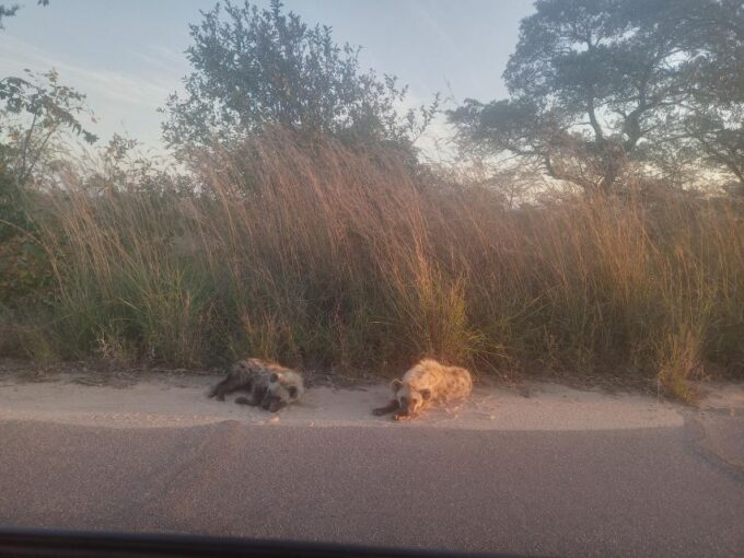 Johannesburg: Kruger National Park 3-Day Private Safari Trip - Inclusions and Guided Experience