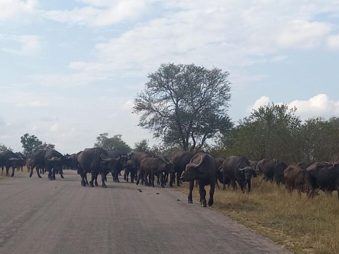 Johannesburg: Kruger National Park 3-Day Private Safari Trip - Frequently Asked Questions
