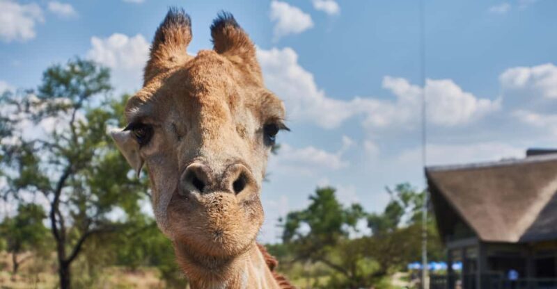Johannesburg: Lion and Safari Park Guided Tour - Good To Know
