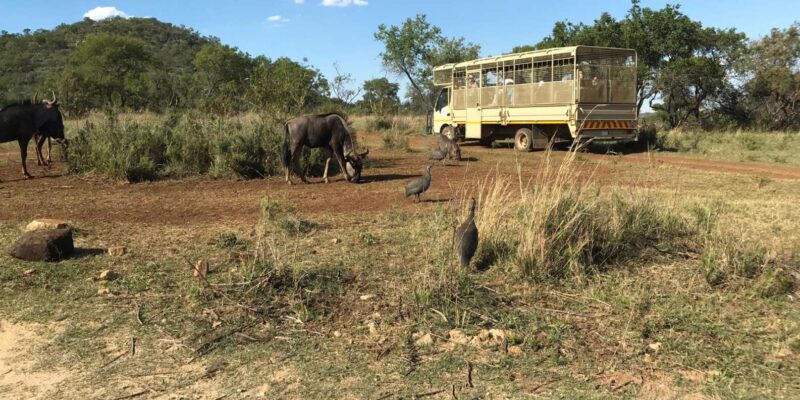 Johannesburg: Lion and Safari Park Guided Tour - Encounters With Africas Iconic Wildlife