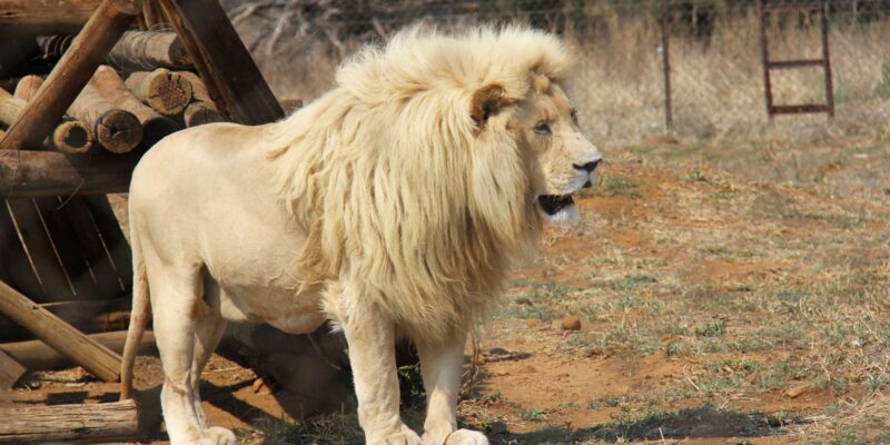 Johannesburg: Lion and Safari Park Guided Tour - Rare White Lions and Other Predators