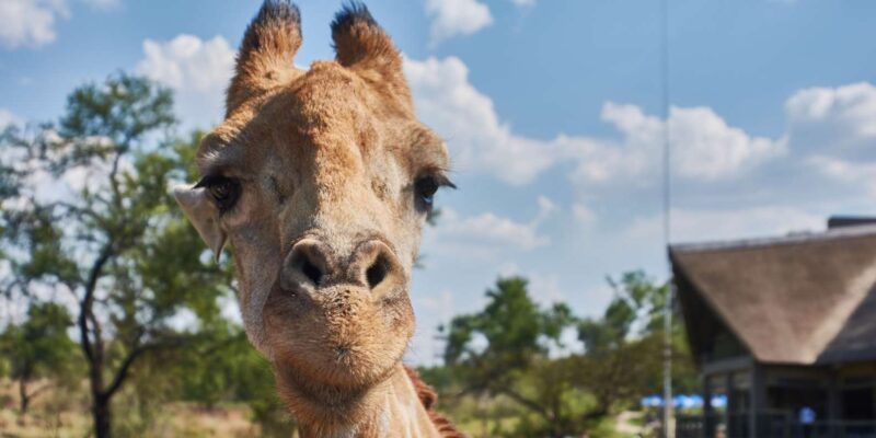 Johannesburg: Lion and Safari Park Guided Tour - Observing Herbivores in Their Habitats