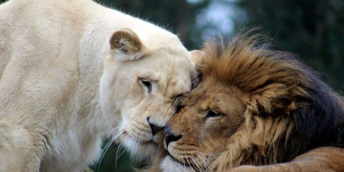 Johannesburg: Lion and Safari Park Guided Tour - Inclusions and Important Information
