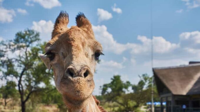 Johannesburg: Lion and Safari Park Guided Tour - Frequently Asked Questions