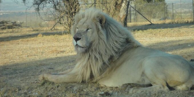 Johannesburg: Lion and Safari Park Guided Tour - The Sum Up