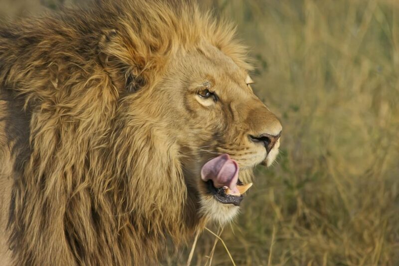 Johannesburg Lion Park and Lesedi Cultural Village - Pricing and Inclusions
