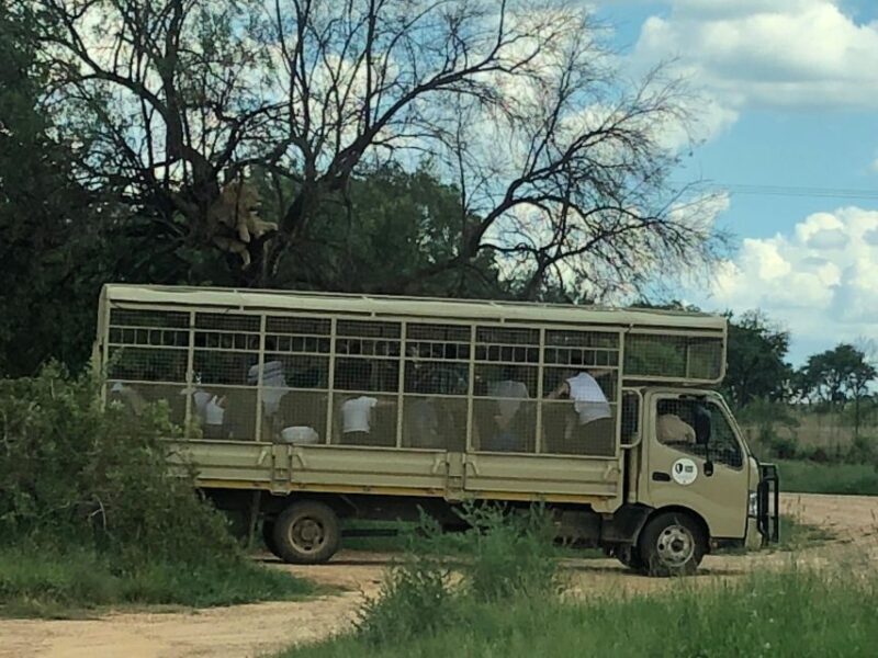 Johannesburg Lion Park and Lesedi Cultural Village - Highlights of the Tour