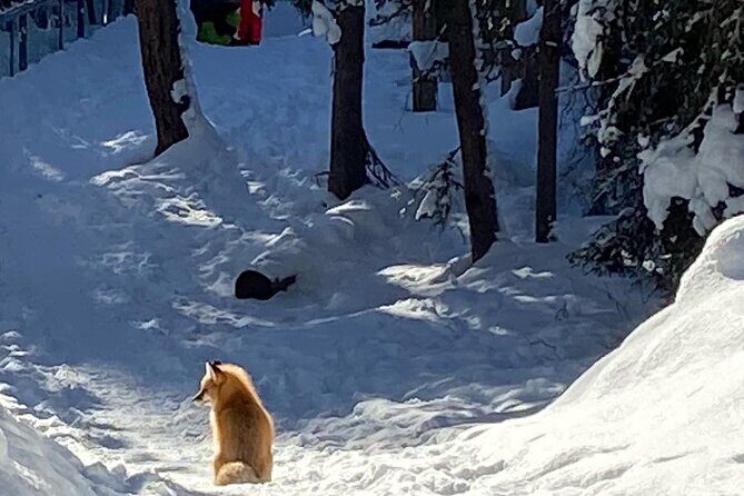 Johnston Canyon Icewalk from Banff AM - Who Will Love This Tour?  
