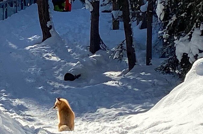 Johnston Canyon Icewalk from Banff AM - The Sum Up  