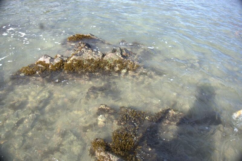 Johor: Desaru Beach Wildlife and Habitats Guided Tour - Wildlife Encounter Highlights