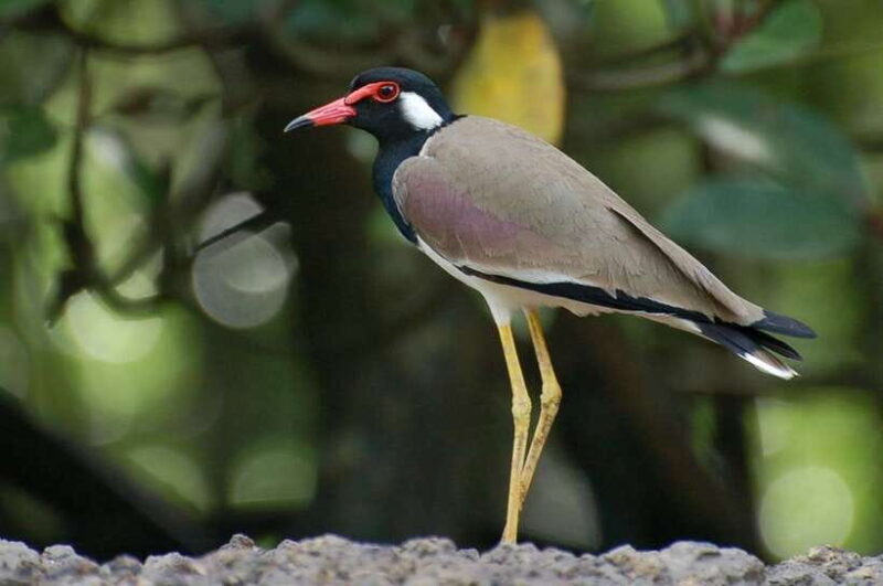 Johor: Desaru Coast Birdwatching Tour - Key Points
