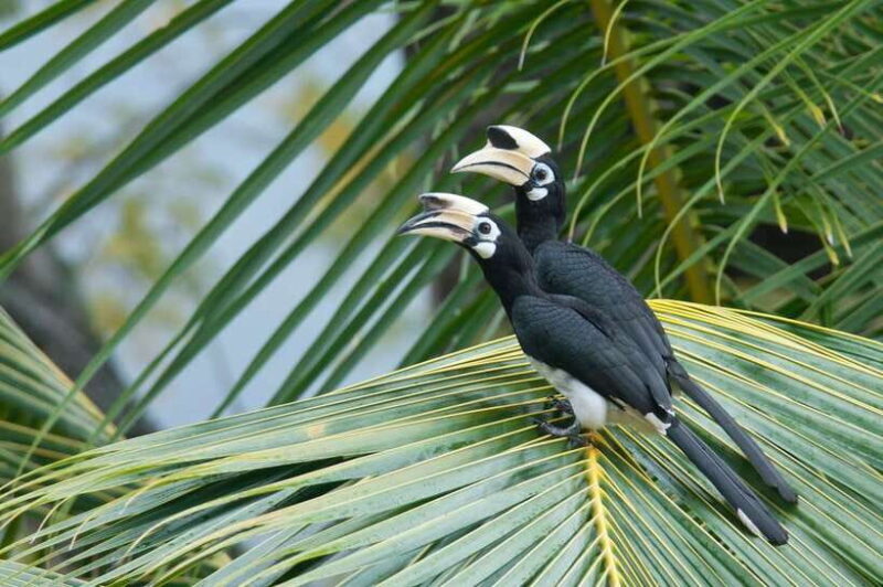 Johor: Desaru Coast Birdwatching Tour - Exploring the Itinerary in Detail