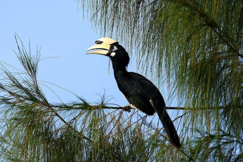 Johor: Desaru Coast Birdwatching Tour - Transportation and Practical Details