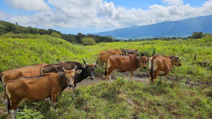 Join a Sharing Group for a 2-Day Rinjani Trek - Health and Safety Considerations