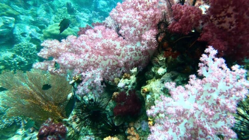 Join Snorkeling Trip 7 Spots Lunch Included - Experience Highlights
