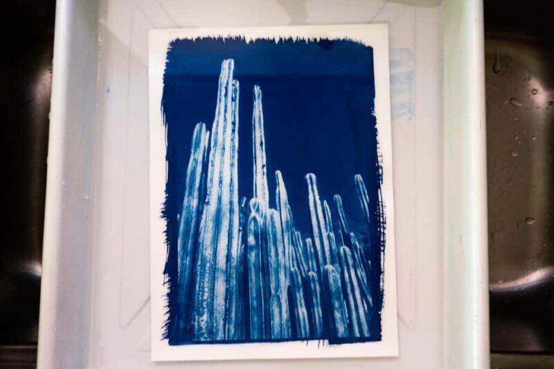 Joshua Tree: Cyanotype Sunprint Workshop - Key Points