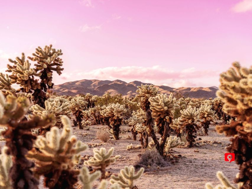 Joshua Tree: Driving Tour - Modern-Day Characters