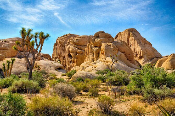 Joshua Tree National Park Trip Planner - An Honest Breakdown of the Tour Experience
