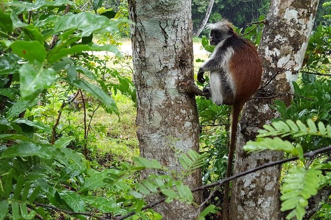 Jozani Forest Tour - Unique Wildlife Encounters