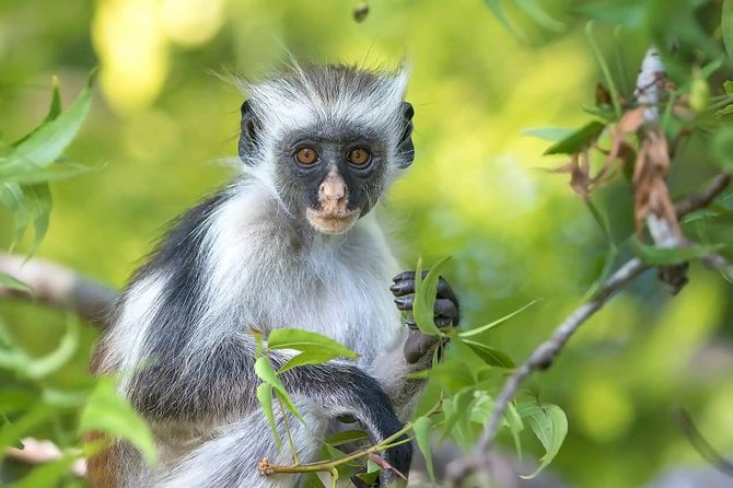 Jozani Forest Wild Tour - Wildlife Encounter